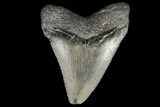 Juvenile Megalodon Tooth - Georgia #101414-1